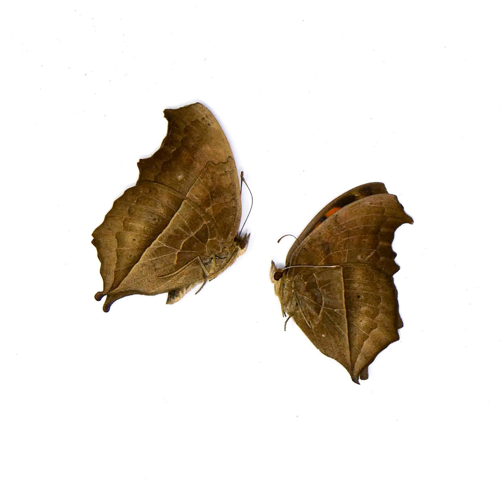 TWO (2) Peacock Pansy (Junonia almana) A1 Unmounted Specimens