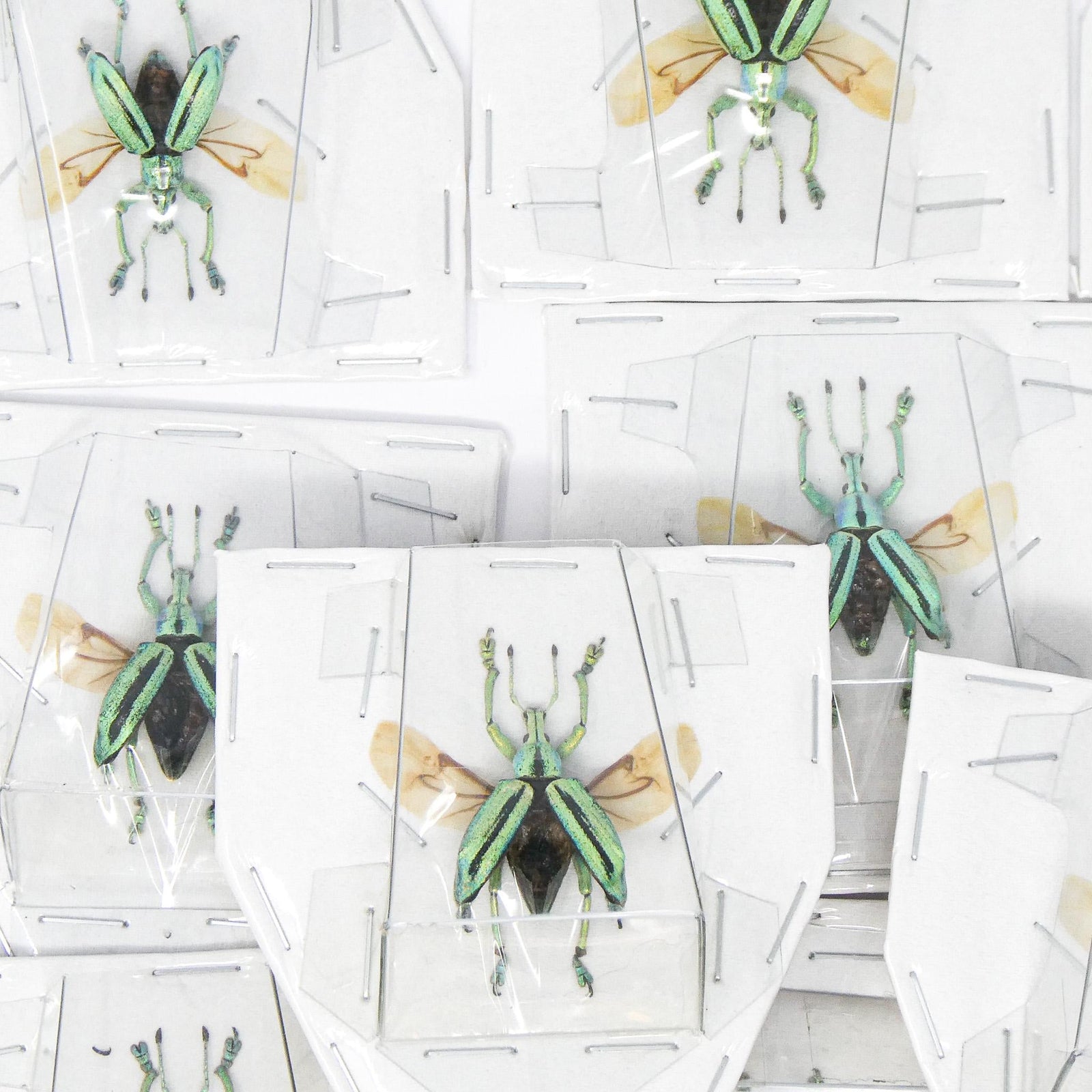 Lot of 5 SPREAD Eupholus cuvieri A1 Wings-open