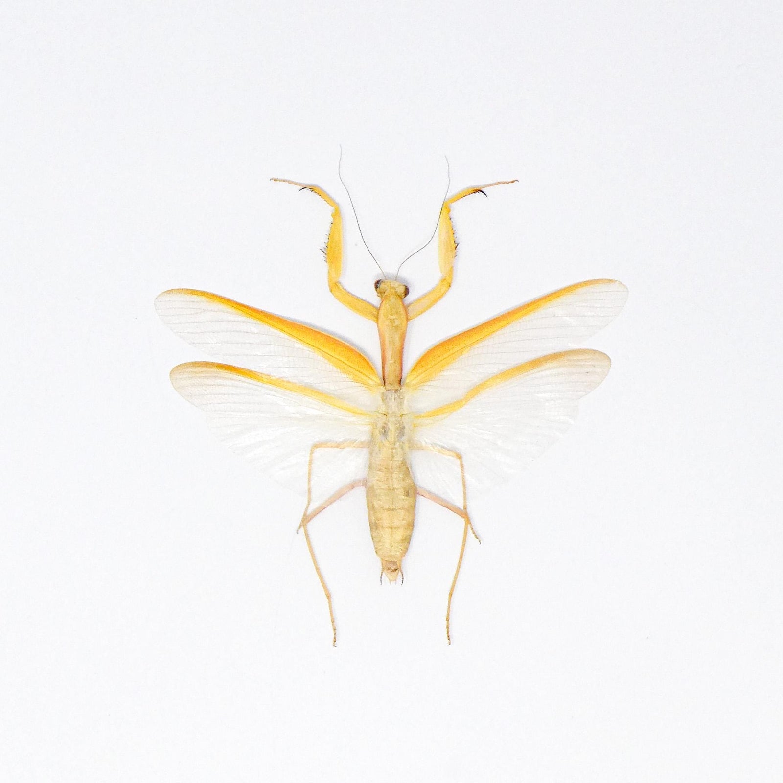 Yellow Giant Praying Mantis (Hierodula membranacea) A1 Spread Specimen