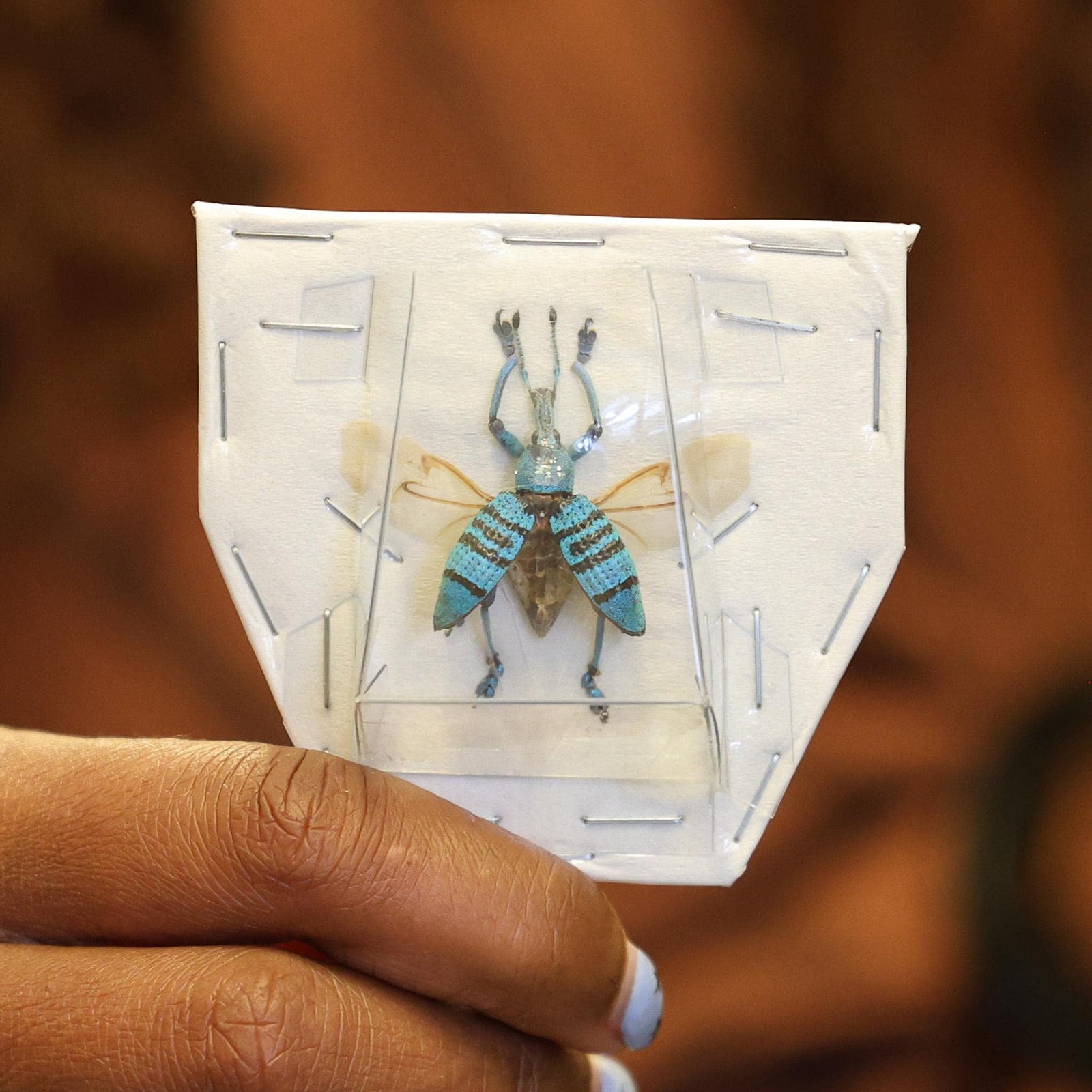 2 x Spread Eupholus geoffroyi Beetles A1 Quality - Wings Open Display