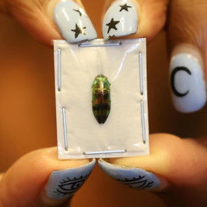 Melobasis viridifrons Beetle Specimen | A1 Quality | Dry-Preserved BUPRESTIDAE