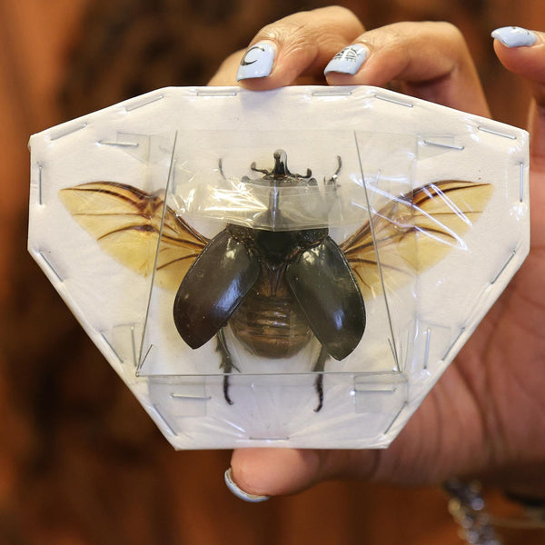 高品質インドネシア産 甲虫標本 3種合計118匹未展翅 原虫 まとめ売り