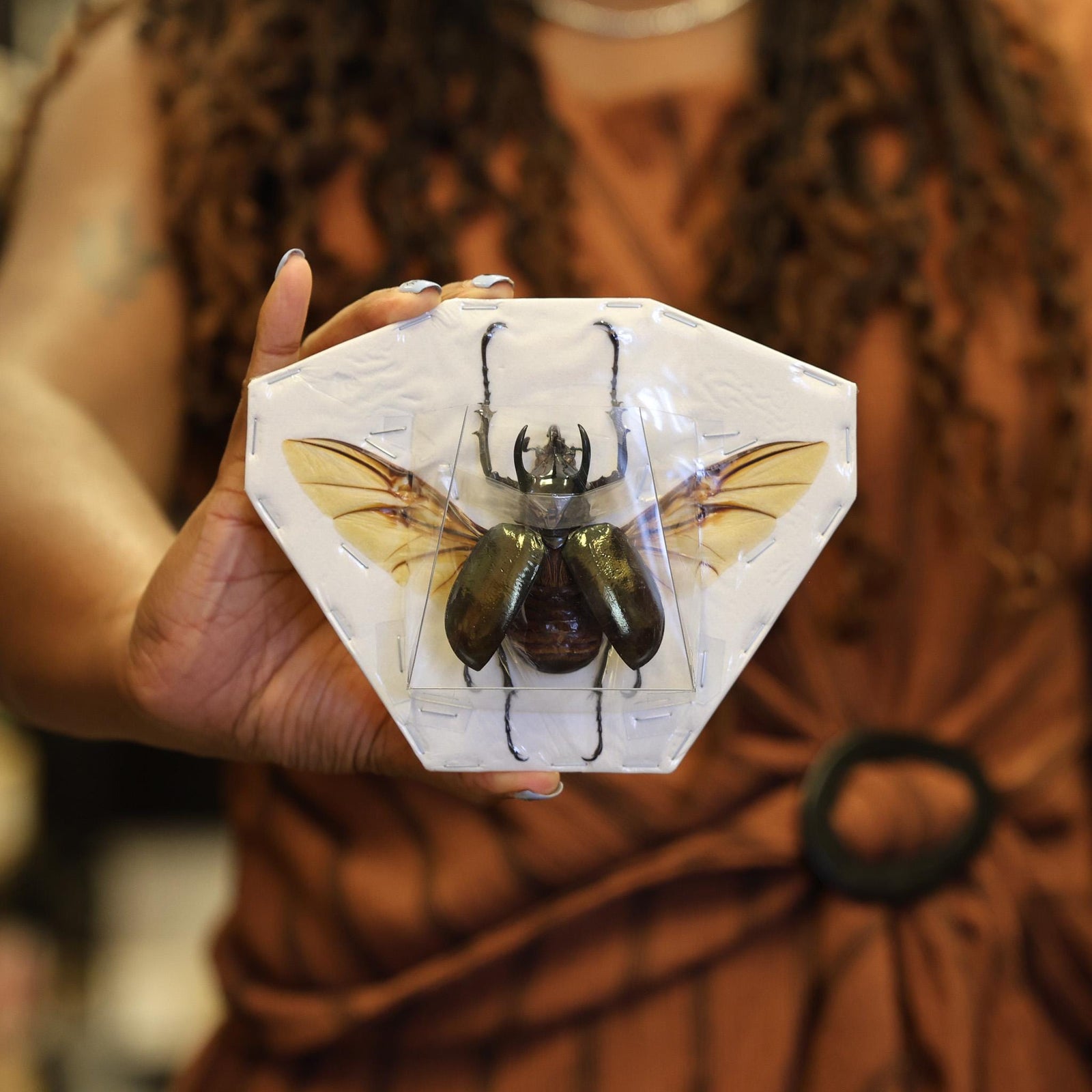 Atlas Beetle SPREAD Chalcosoma atlas A1 Wings-open