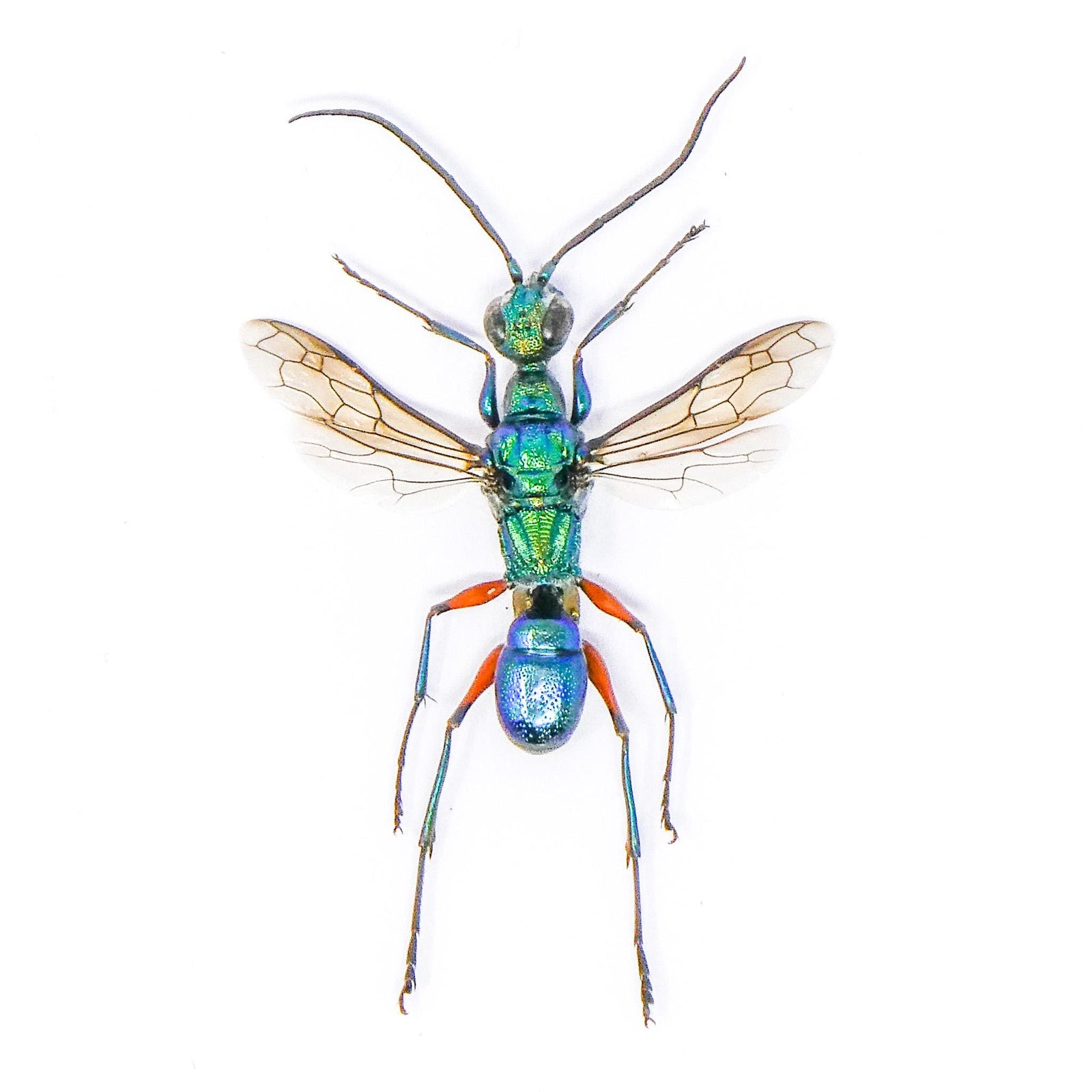FIVE (5) Blue Green Wasps (Ampulex erythropus) A1 Specimens
