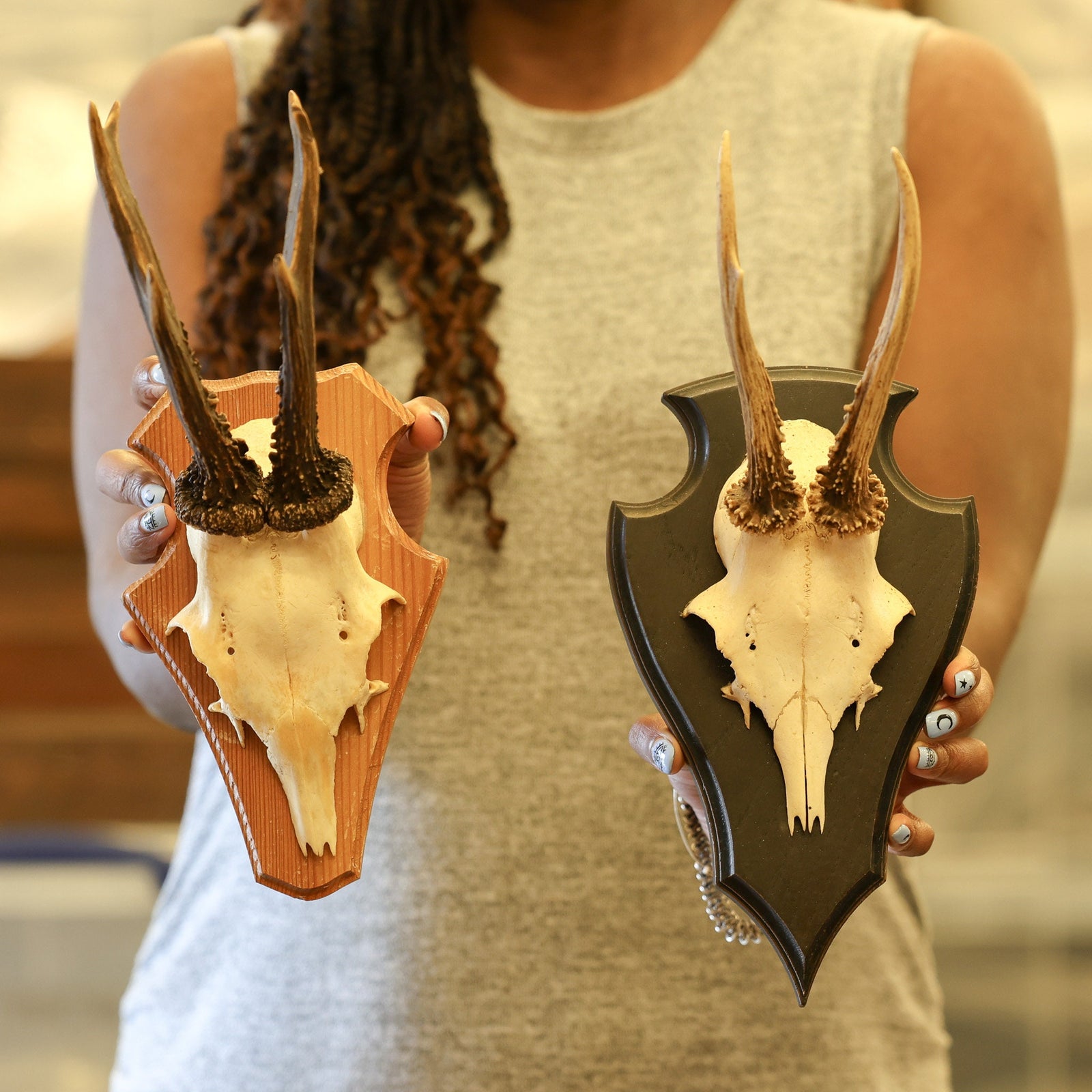 Vintage Roe Deer Skull Mounted on Wooden Shield (1970-90's)