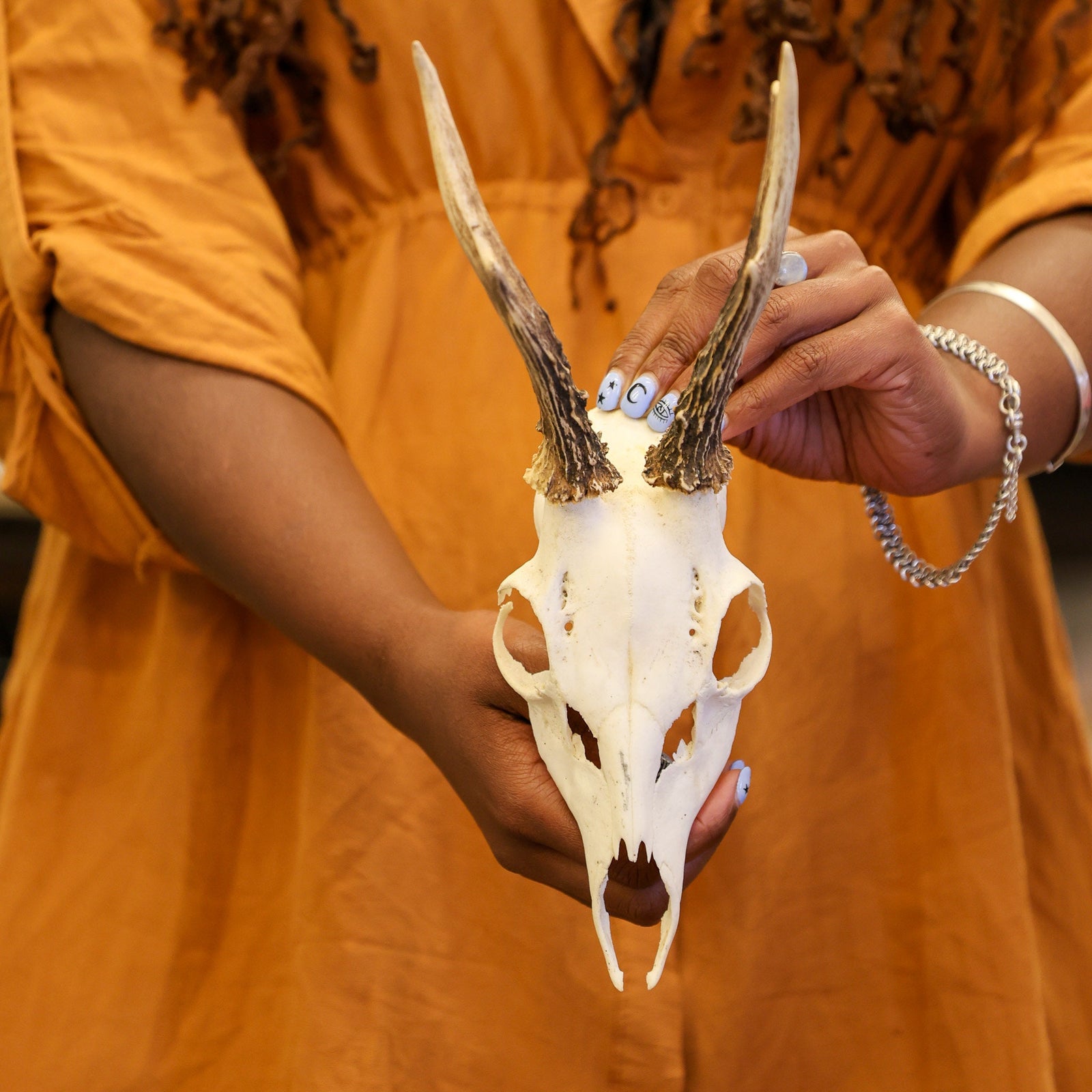 Vintage Roe Deer Skull (1960-90's)