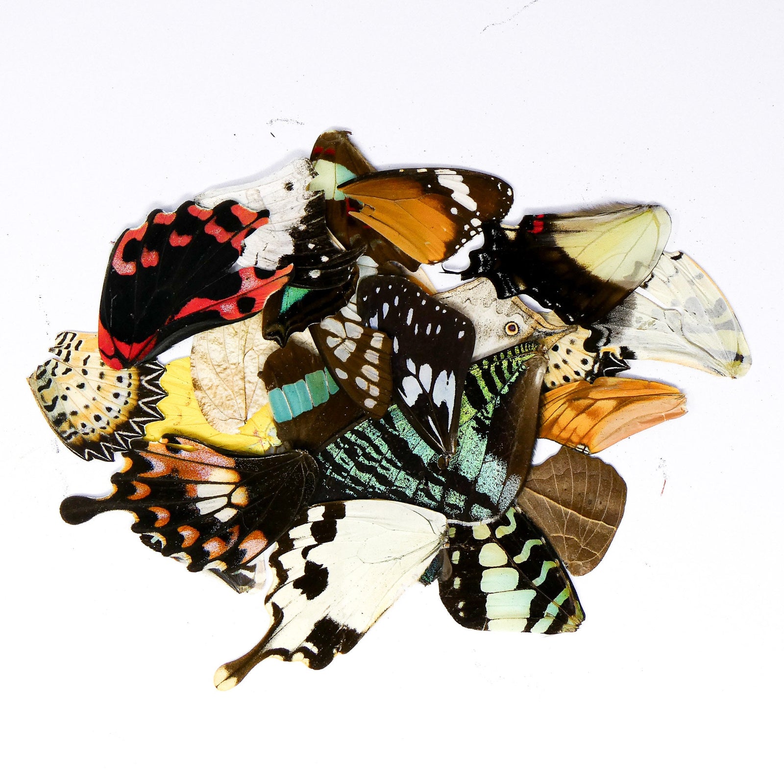 500 Damaged and Broken Butterfly Wings, Assorted A2 'Seconds' (Wholesale)