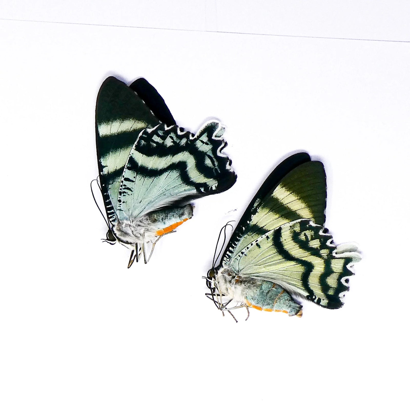 Alcides orontes Moth Specimen | A1 Quality | Dry-Preserved URANIIDAE