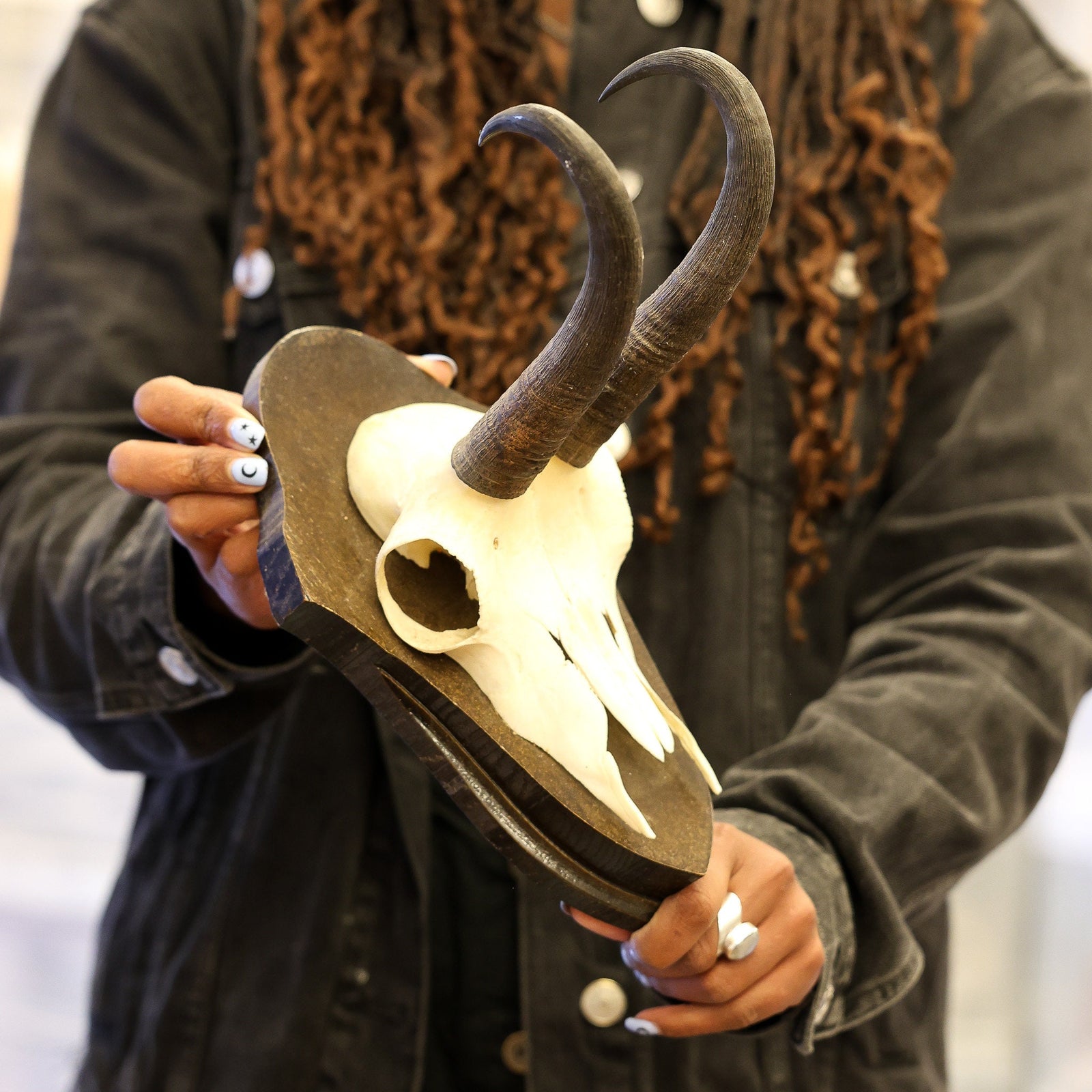 Vintage Chamois Skull mounted on wooden shield (Rupicapra rupicapra) non-CITES species