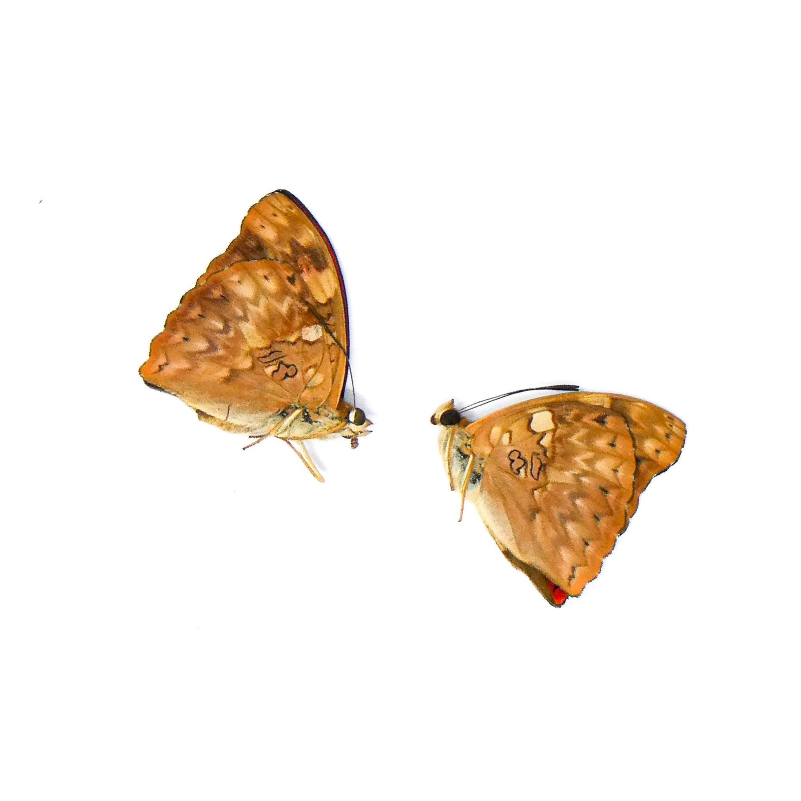 TWO (2) Queen of the Belgians (Cymothoe reginaeelisabethae) A1 Unmounted Specimens