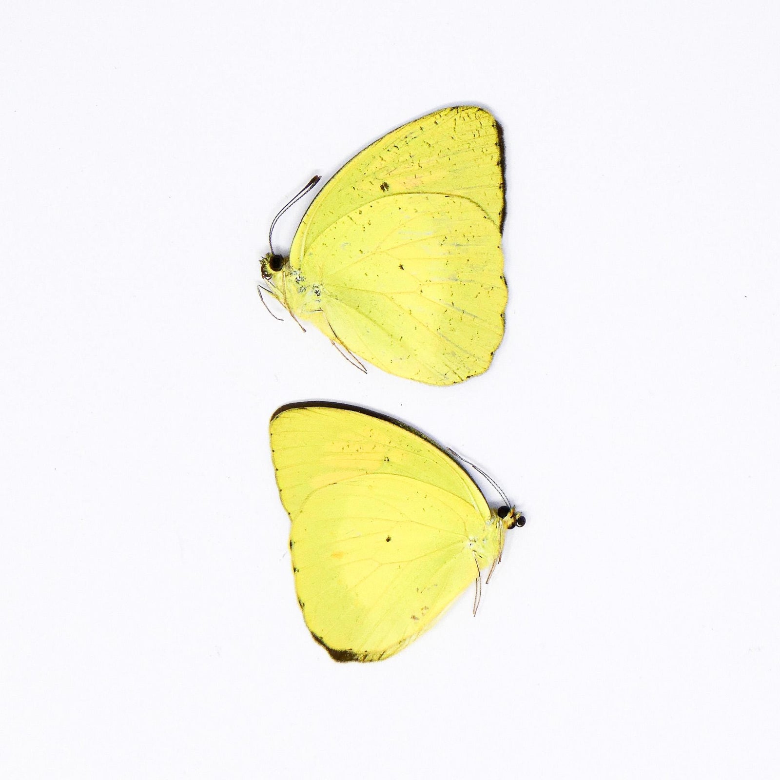 TWO (2) Yellow Orange Tip (Ixias pyrene) A1 Unmounted Butterflies