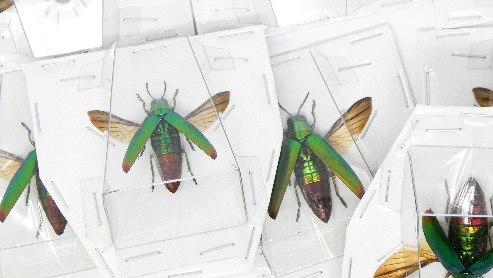 Lot of 5 SPREAD Chrysochroa fulminans A1 Wings-open