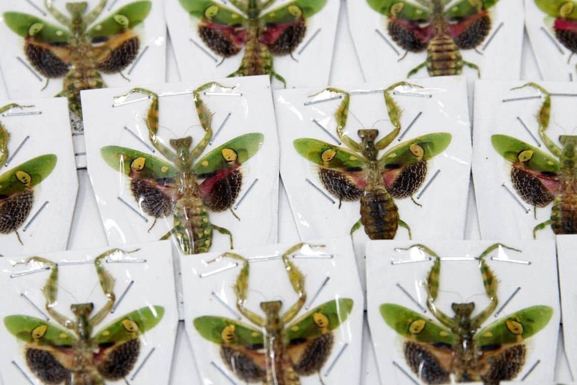 LOT OF 50 Jewelled Flower Praying Mantis (Creobroter gemmatus) A1 Spread Specimens (Wholesale)