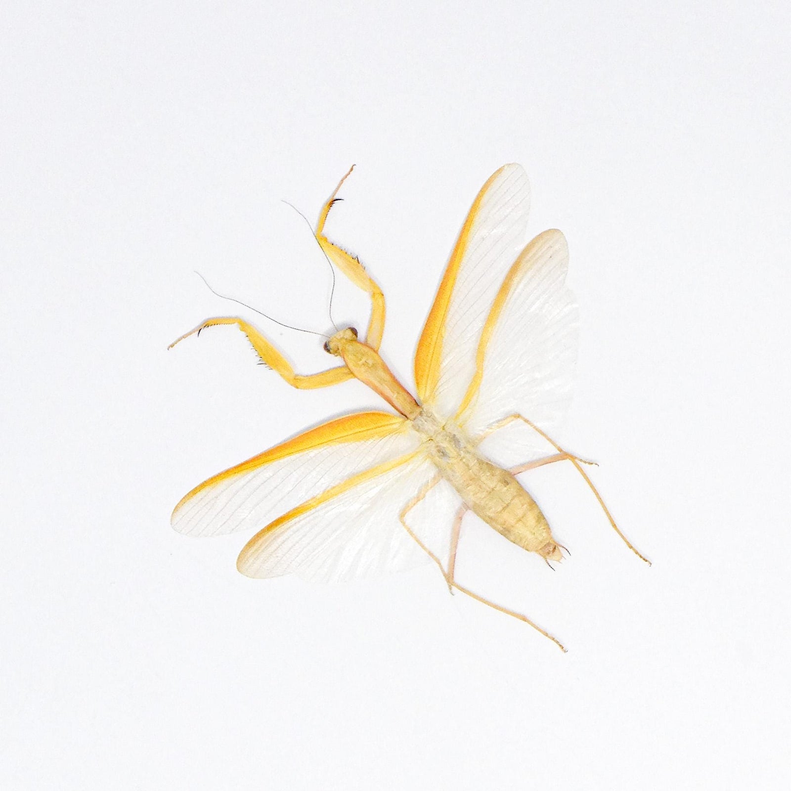 Yellow Giant Praying Mantis (Hierodula membranacea) A1 Spread Specimen