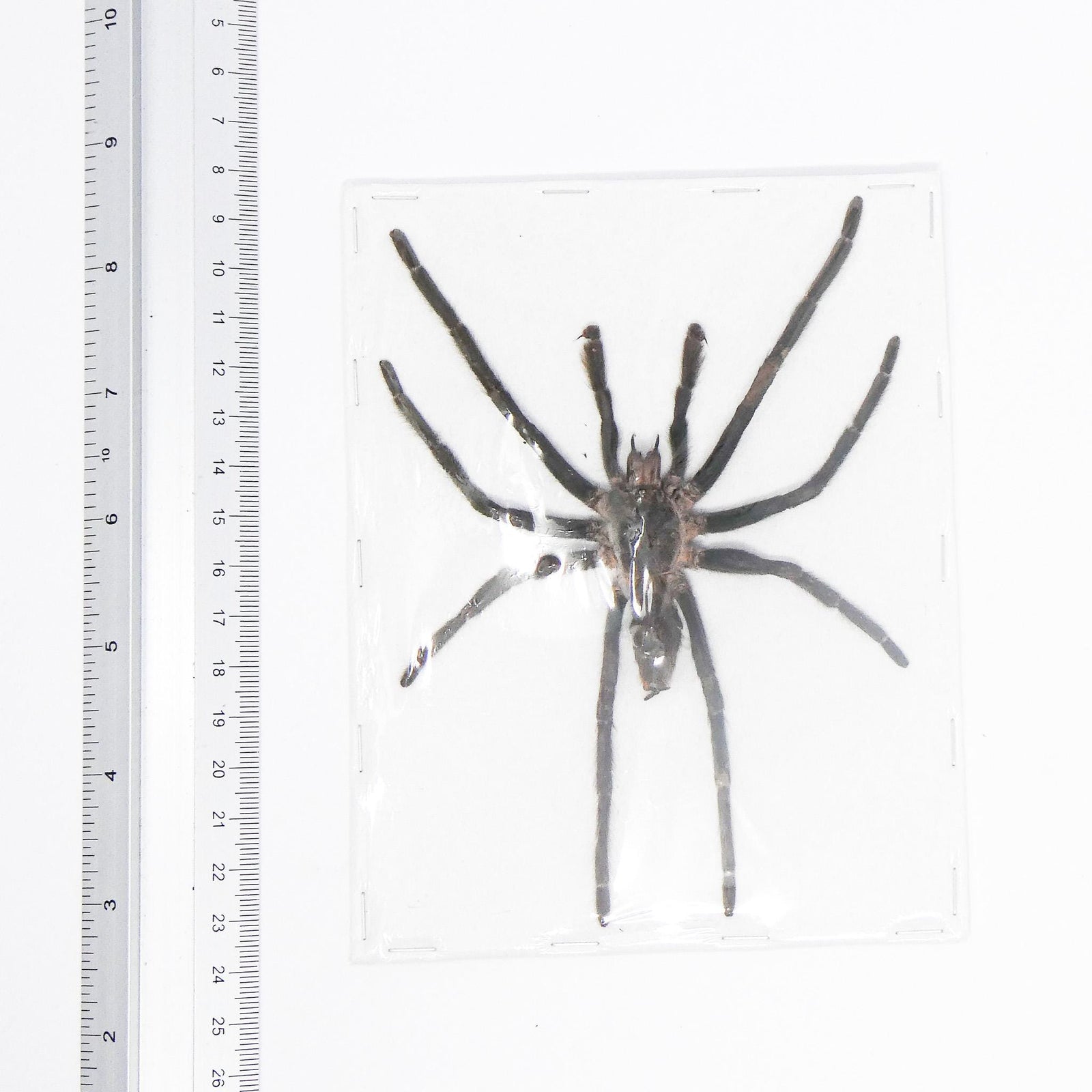 Selenocosmia Raciborskii Tarantula A1 Spread | West Java Spider Specimen