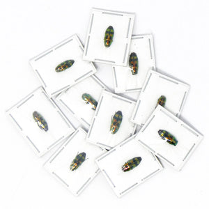 Melobasis viridifrons Beetle Specimen | A1 Quality | Dry-Preserved BUPRESTIDAE