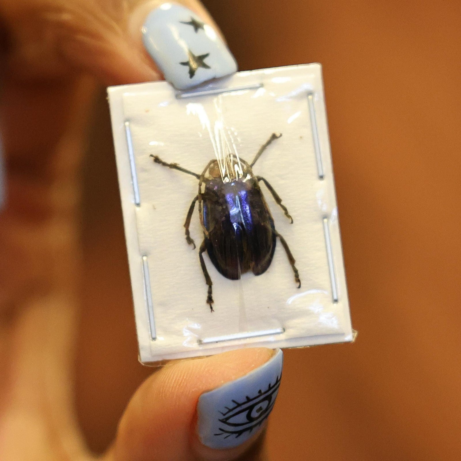 FIVE (5) Mini Blue Beetles (Aplosonyx philippinensis) A1 Entomology Specimens