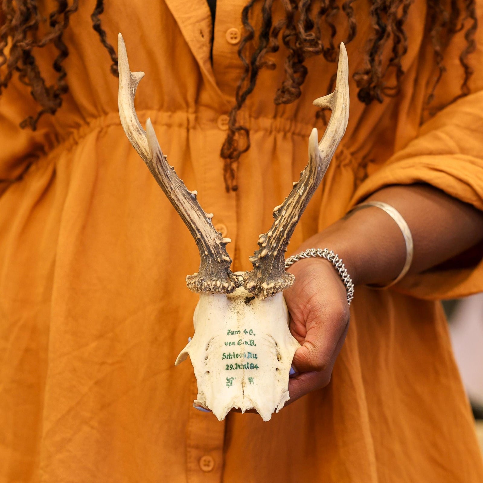 25 x Vintage Roe Deer Skulls (Various assorted) Wholesale