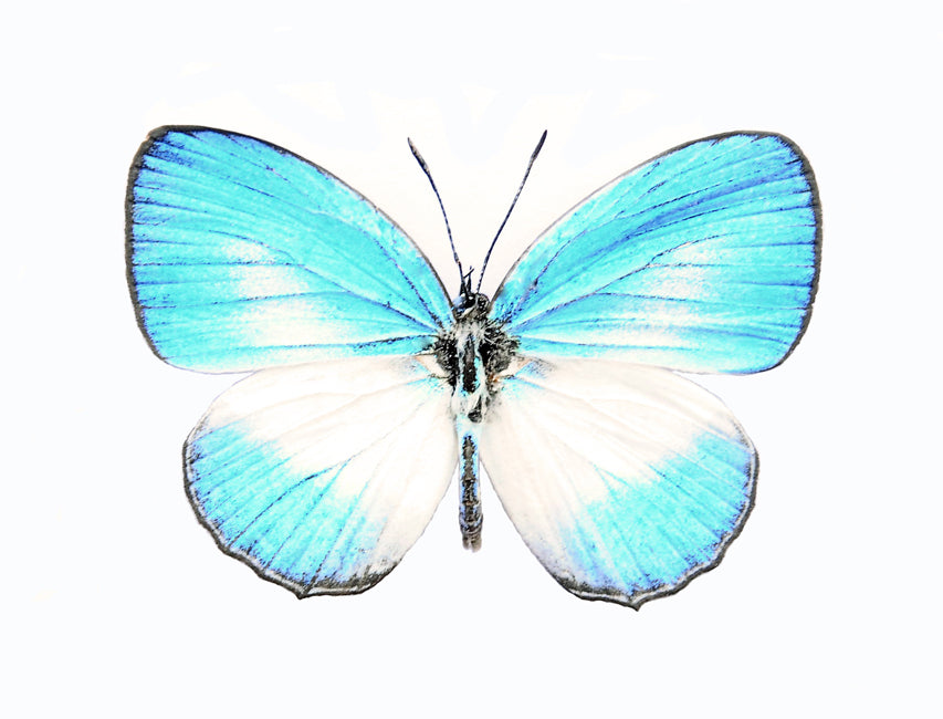 2 x Electric Blue Butterfly Specimens - Jamides euchylas A1 Unmounted