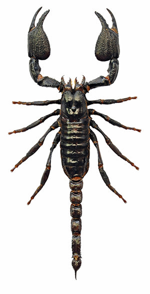 Premium Assorted Dry-Preserved Specimens | Beetles, Bats, Frogs, Tarantulas & More | A1 Quality