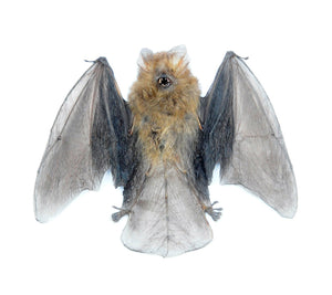 Assorted Common Bat Specimens | A1 Quality | Dry-Preserved CHIROPTERA (Spread Half Folded)