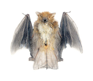 Assorted Common Bat Specimens | A1 Quality | Dry-Preserved CHIROPTERA (Spread Half Folded)