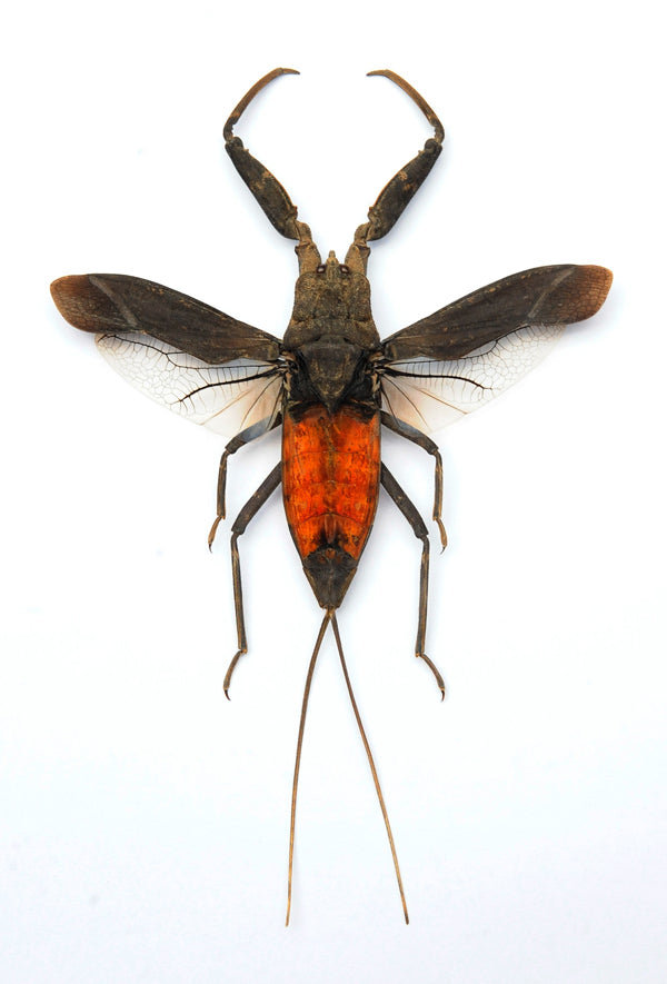 Laccotrephes pfeiferiae Water Scorpion Specimen | A1 Quality | Dry-Preserved Spread | NEPIDAE