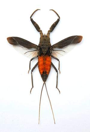 10 Laccotrephes pfeiferiae Water Scorpion Specimen | A1 Quality | Dry-Preserved Spread | (wholesale)