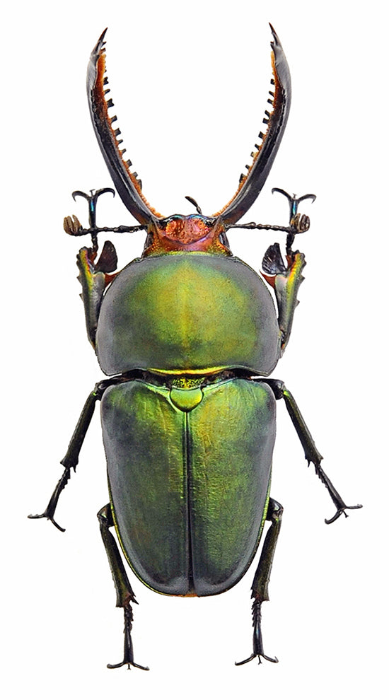 ノコギリムシ 未装着標本 A1 | Lamprima adolphinae | BugsDirect