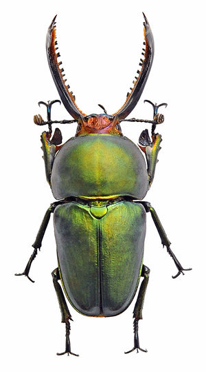 Assorted Beetles & Insects Mystery Box | A1 Entomology Specimens