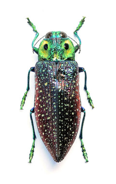 Lampropepla rothschildi カブトムシ標本 | A1品質 乾燥保存 | 未装着
