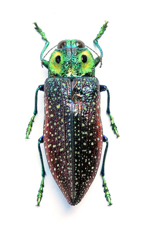 Lampropepla rothschildi カブトムシ標本 | A1品質 乾燥保存 | 未装着
