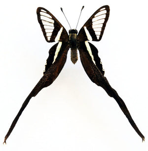 Lamproptera meges akirai 나비 표본 | A1 품질 | 건조 보존 PAPILIONIDAE
