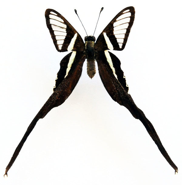 Lamproptera meges meges A1チョウ標本 | 乾燥保存 PAPILIONIDAE標本