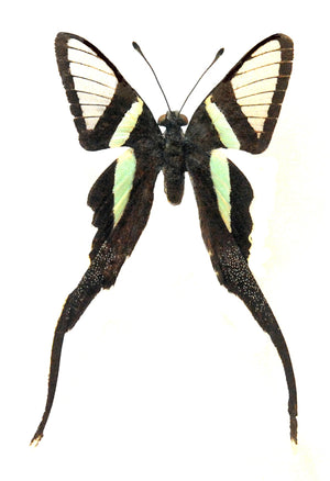 Lamproptera meges akirai 나비 표본 | A1 품질 | 건조 보존 PAPILIONIDAE