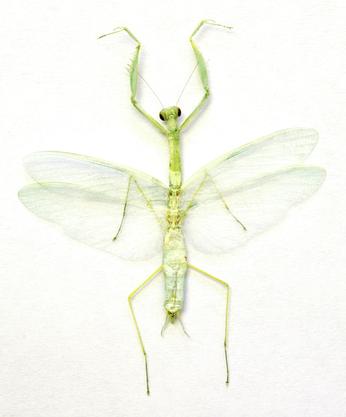 Spécimen de mante Leptomantella abella | Qualité A1 | Étendue, séchée et conservée | MANTODEA