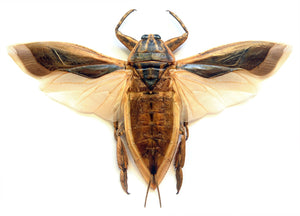 Lot of 10 Giant Water Bugs, SPREAD-WINGS (Lethocerus indicus) A1 Entomology Specimens (Wholesale)