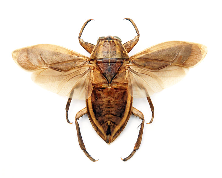 Lethocerus oculatus Madagascan Water Bug Specimen | A1 Quality | Dry-Preserved Spread BELOSTOMATIDAE