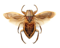 Lethocerus oculatus A1 展開カブトムシ | 乾燥保存 BELOSTOMATIDAE