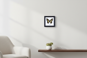 Lime Butterfly frame on wall