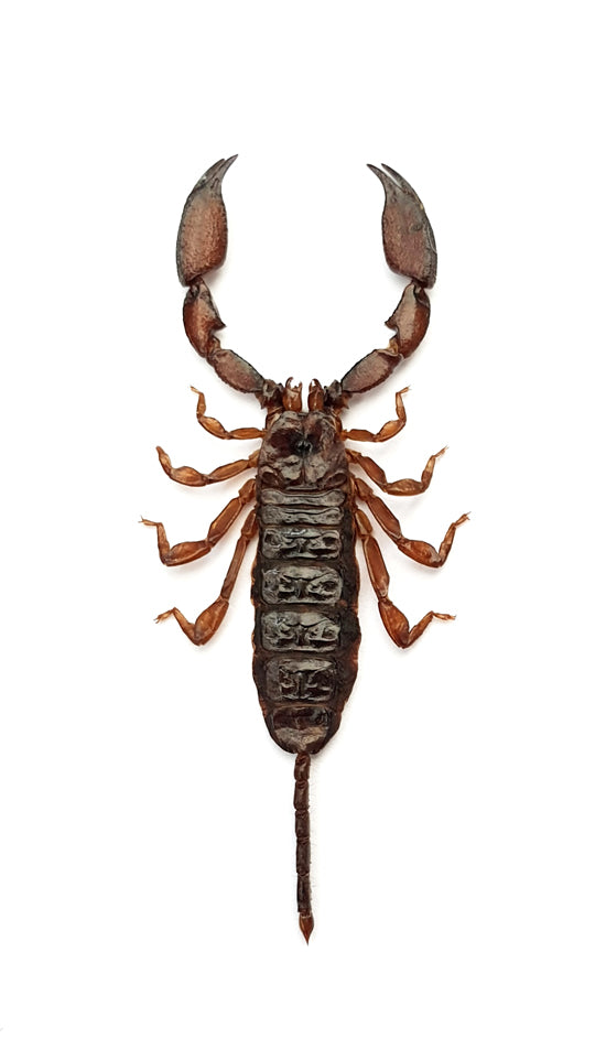 Liocheles australasiae A1 サソリ標本 | 乾燥保存ヘミスコルピイダエ