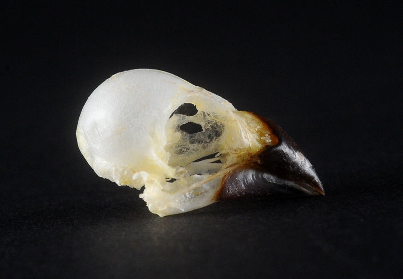 Lonchura leucogastroides Bird Skull | A1 Quality | Dry-Preserved SKULL