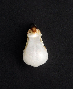 Lonchura punctulata Bird Skull | A1 Quality | Dry-Preserved SKULL