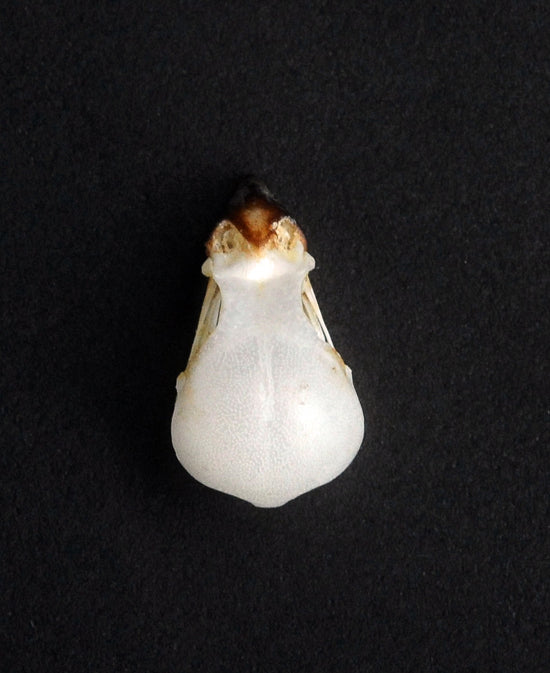 Lonchura punctulata A1鳥類頭骨 | 乾燥保存シマキンパラ頭骨 | BugsDirect