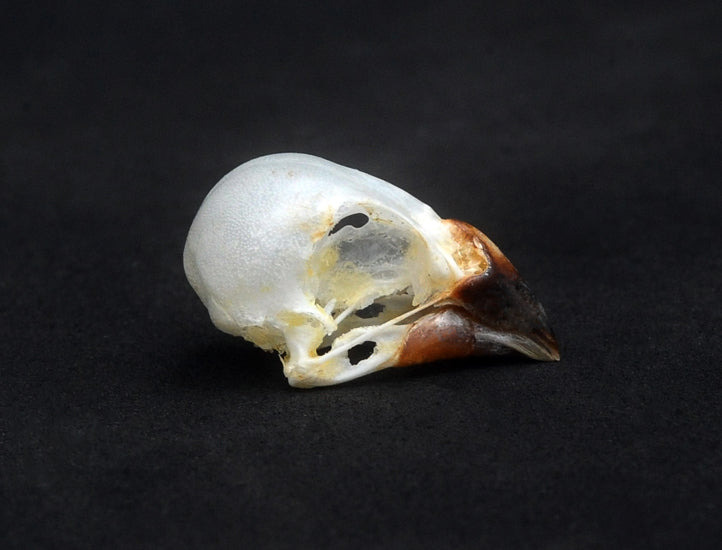 Lonchura punctulata Bird Skull | A1 Quality | Dry-Preserved SKULL