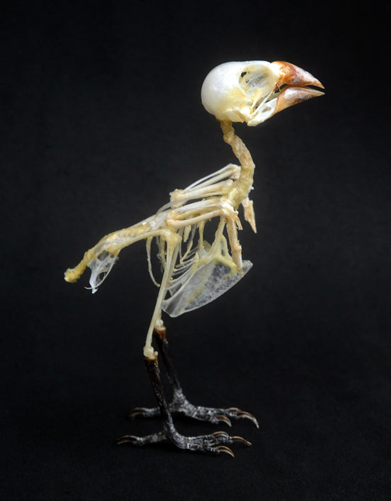 Lonchura maja A1 鳥の骨格標本 | 乾燥保存ホワイトヘッドムニア