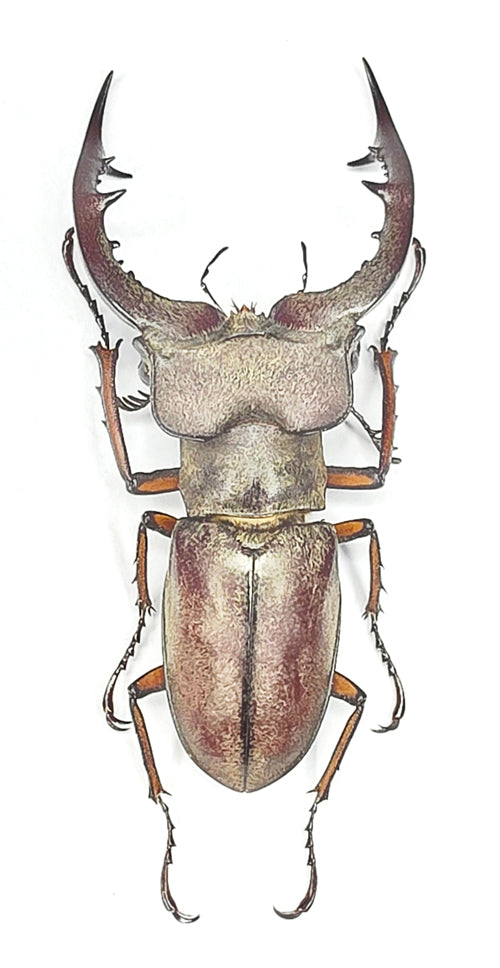 Lucanus tsukamotoi Beetle Specimen | A1 Quality | Dry-Preserved LUCANIDAE