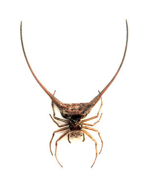 Macracantha arcuata Long-horned Orb-Weaver Spider Specimen | A1 Quality | Dry-Preserved ARANEAE