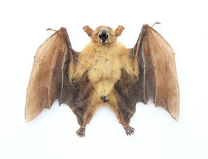 Assorted Common Bat Specimens | A1 Quality | Dry-Preserved CHIROPTERA (Spread Half Folded)