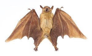 Assorted Common Bat Specimens | A1 Quality | Dry-Preserved CHIROPTERA (Spread Half Folded)